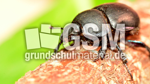 Waldmistkäfer (7).jpg